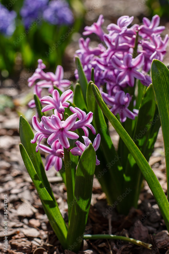 Oriental hyacinth ( lat. Hyacínthus orientalis ) is a species of bulbous plants of the genus Hyacinth Oriental hyacinth ( lat. Hyacínthus orientalis ) is a species of bulbous plants of the genus Hyacinth