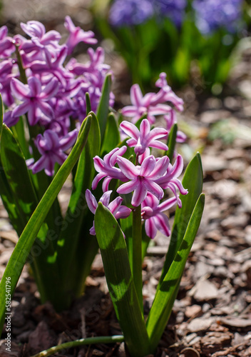 Oriental hyacinth   lat. Hyac  nthus orientalis   is a species of bulbous plants of the genus Hyacinth