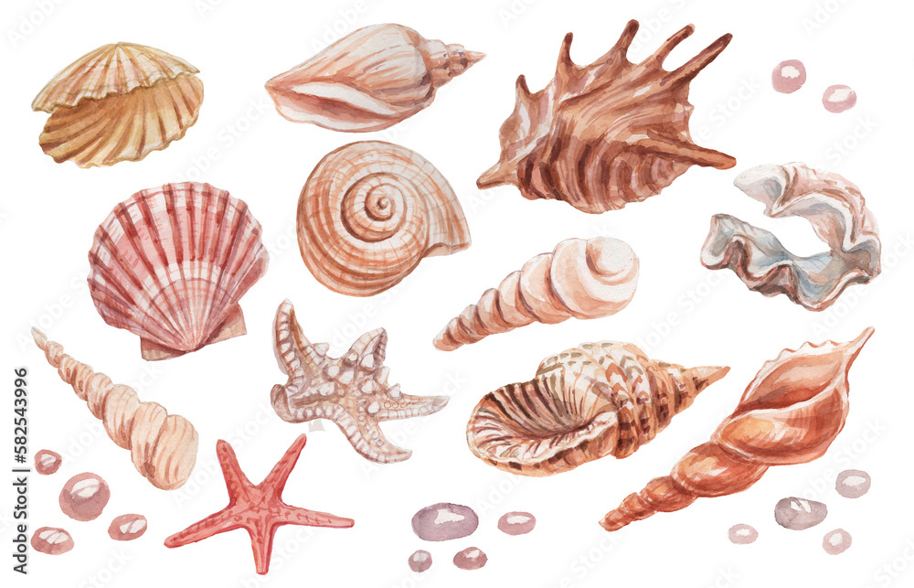 seashells shells marine nature aquatic underwater world wild nature Hand drawn watercolor illustration. Set isolated on white background sketch realistic style seashells shells marine nature aquatic underwater world wild nature Hand drawn watercolor illustration. Set isolated on white background sketch realistic style