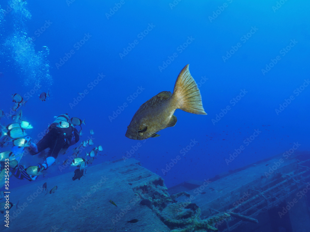 Fototapeta premium Mottled grouper looking at a diver