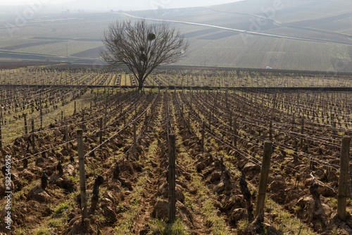 vignoble à la fin de l'hiver à Aloxe Corton en Côte d'Or en Bourgogne photo