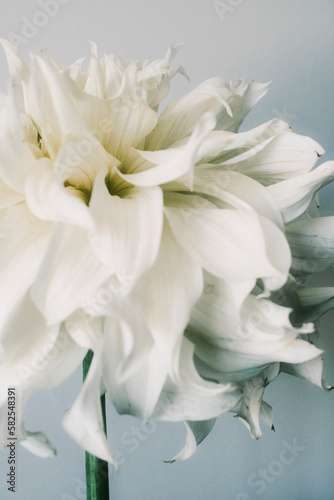 white dahlia