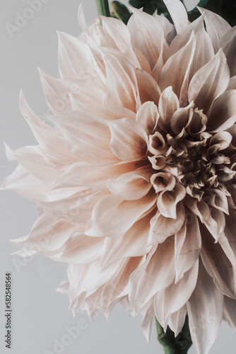 white dahlia flower