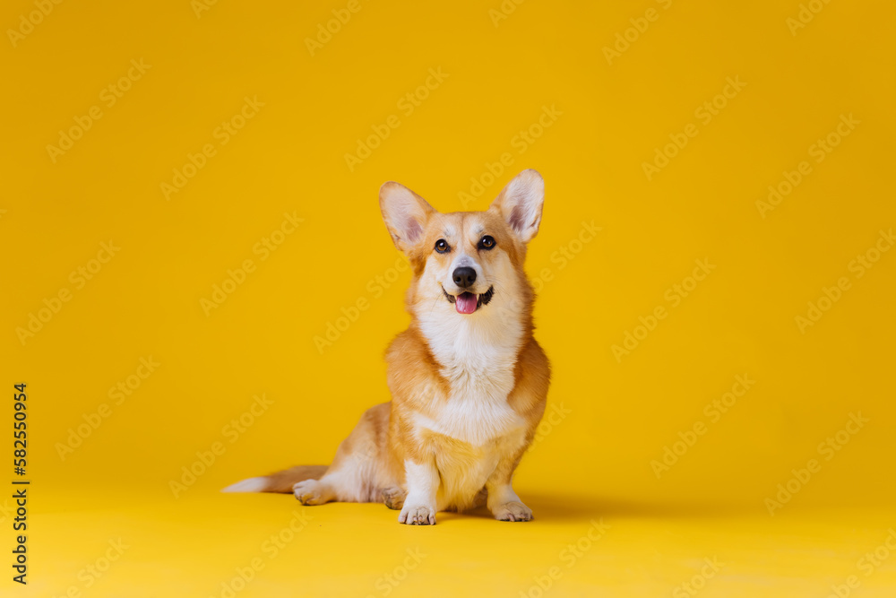 Adorable cute Welsh Corgi Pembroke sitting on yellow studio background. Most popular breed of Dog
