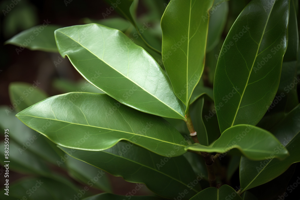 Bay leaf herb pictures showcase the aromatic and green leaves of the