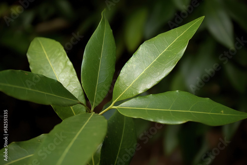 Bay leaf herb pictures showcase the aromatic and green leaves of the Laurus nobilis plant, commonly used in cooking and seasoning.