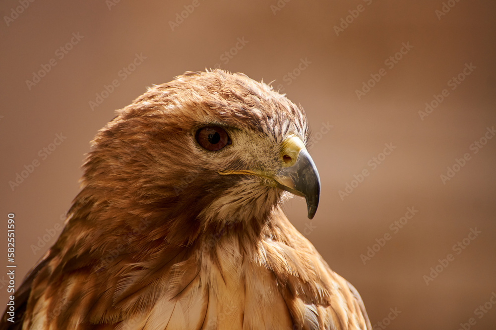 portrait of falcon in the wildlife portrait of falcon in the wildlife