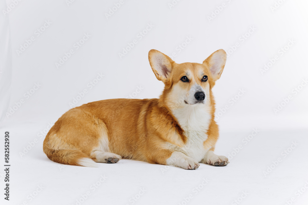 Adorable cute Welsh Corgi Pembroke lying on white background and looking at side. Most popular breed of Dog