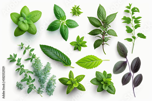  Fresh mint melissa thyme leaves,generative artificial intelligence