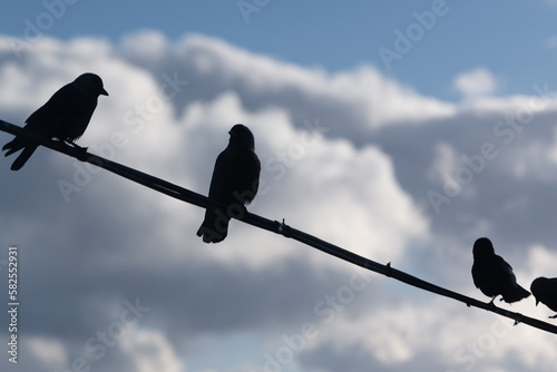 silhouettes of jackdaws on a wire against the background of clouds1 © Михаил Шорохов