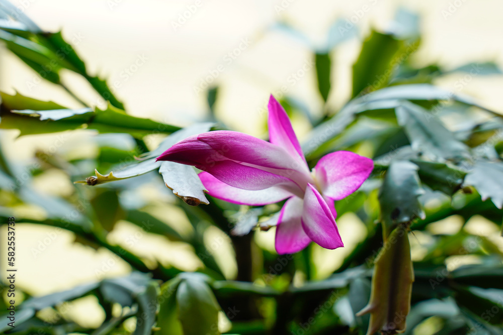Obraz premium Flowering cactus. Pink and white bloom.