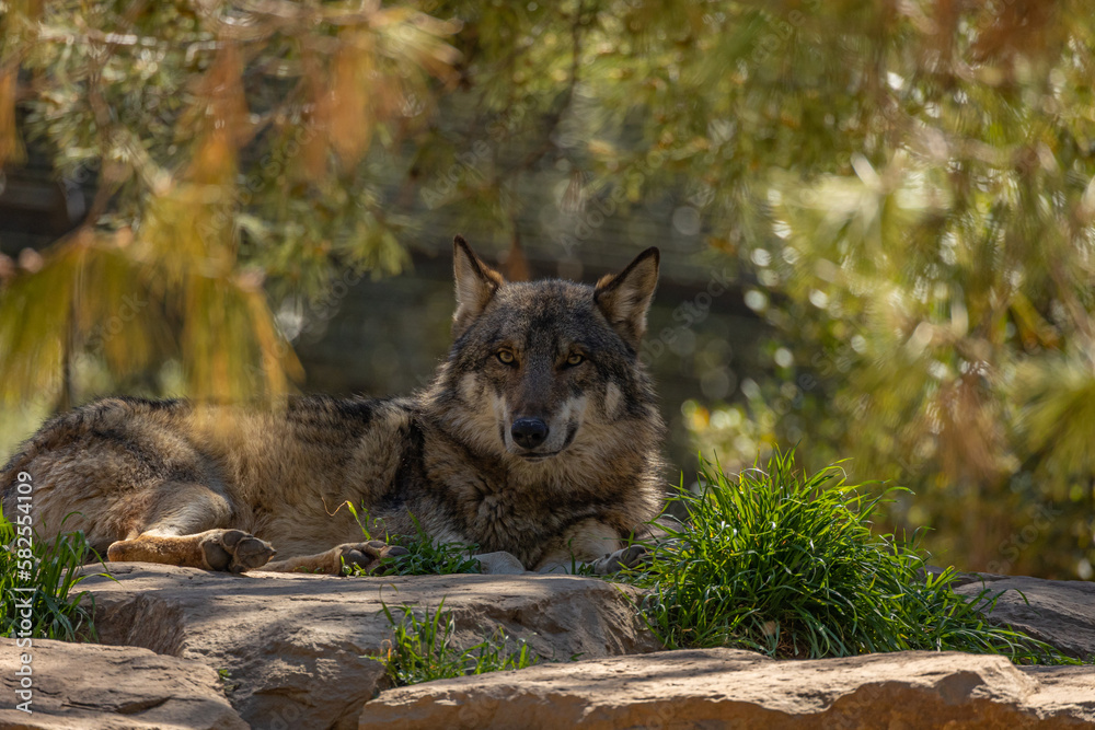 Obraz premium loup couché sur un rocher