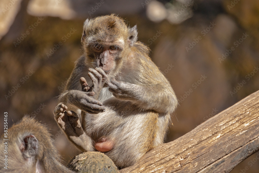 Fototapeta premium portrait d'un macaque crabier en gros plan