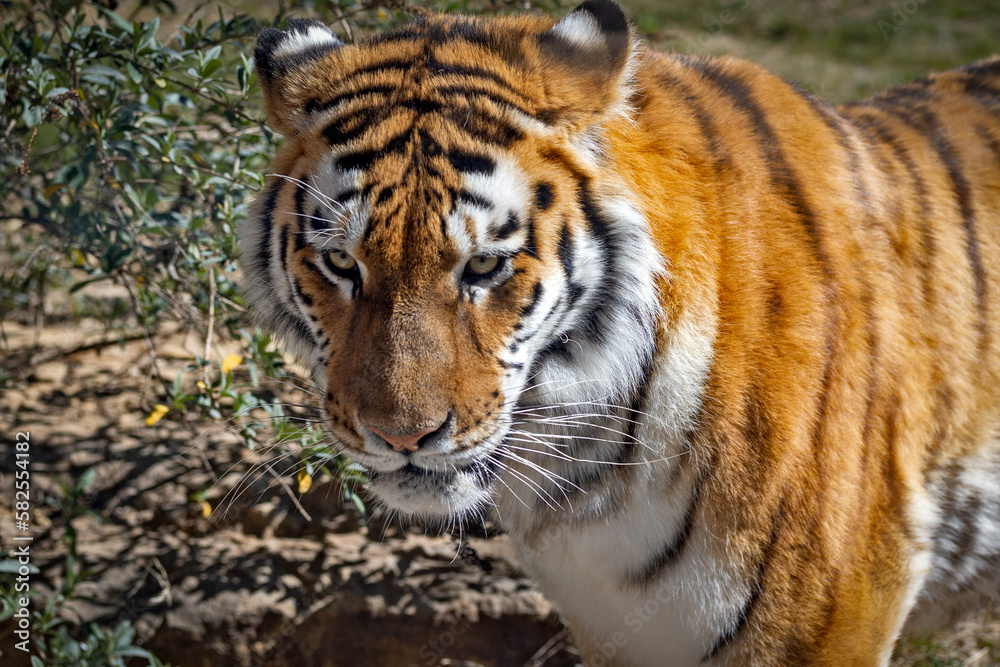 portrait d'un tigre en gros plan