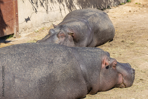 deux hippopotames endormis sur le sol photo