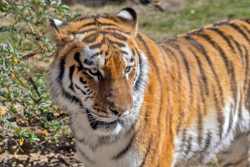 portrait d un tigre en gros plan