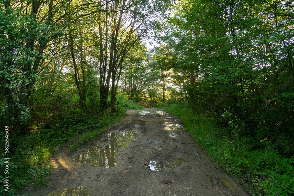 Fototapeta premium Tree mirrored in the puddle mirror ont he meadow in nature. Slovakia