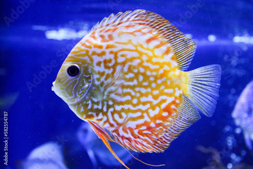 Discus aquarium fish