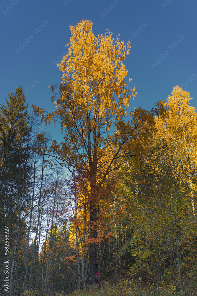 autumn birch in the valley