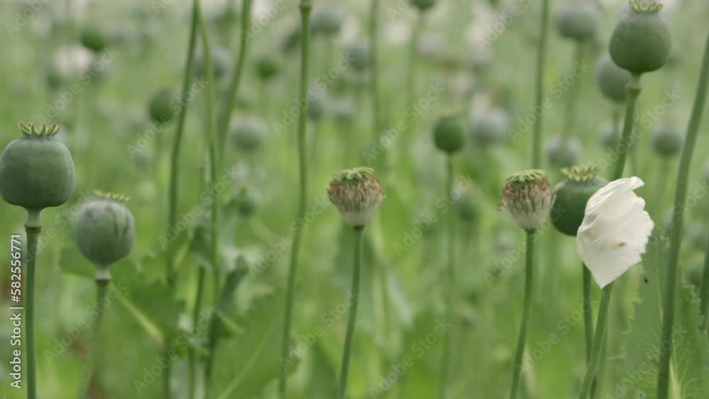Poppy flowers in agricultural field in slow motion. Poppy flowers in agricultural field in slow motion.
