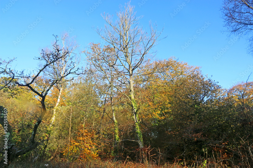 Decoy Country Park, Devon in Autumn
Decoy Country Park, Devon in Autumn
