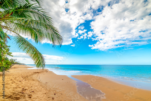 Coconut palm tree by the sea in La Perle beach. Guadeloupe