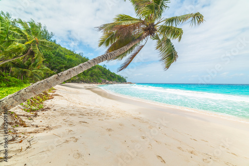 Fototapeta Naklejka Na Ścianę i Meble -  Palm trees by the sea in Anse Georgette