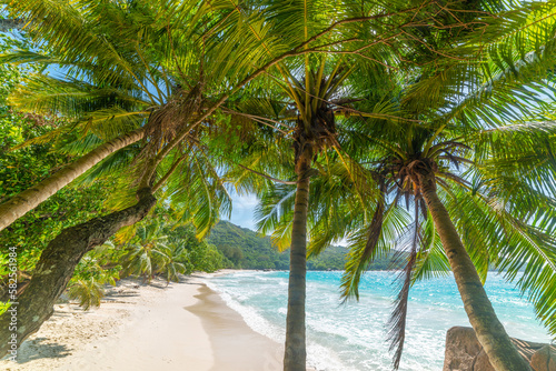 Coconut palm trees and turquoise water in Anse Lazio beach