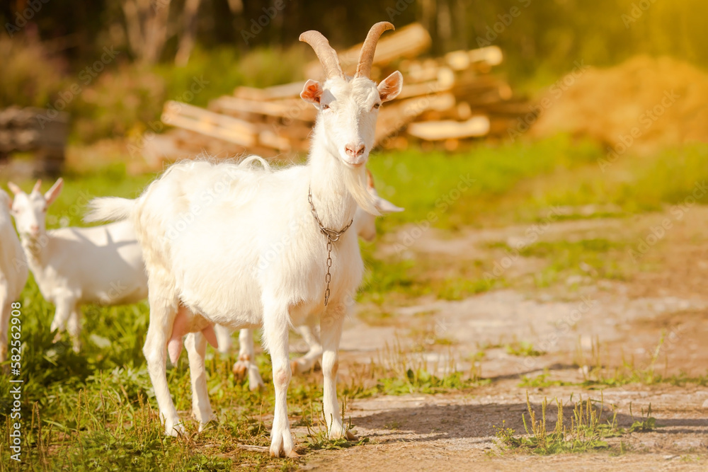 White goat. Goat farm, a goat stands against the background of little goats White goat. Goat farm, a goat stands against the background of little goats