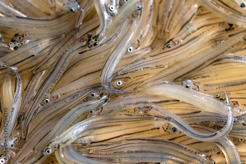 Galaxias maculatus - A plateful of whitebait, or inanga, a delicacy in New Zealand, recently thawed and about to be cooked