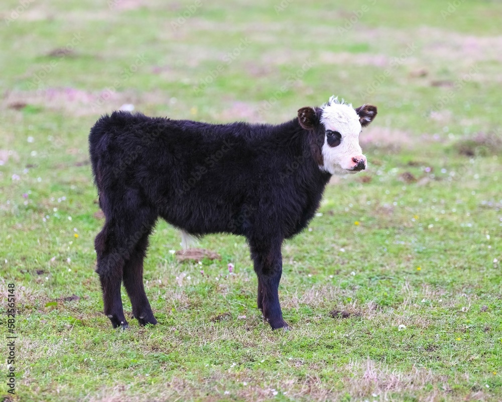 Young Black Baldy Calf in a Pasture in South Central Oklahoma