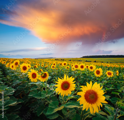 Spectacular view with bright yellow sunflowers close-up at sunset.