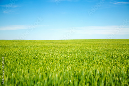 Spectacular green field and perfect blue sky with clouds background.