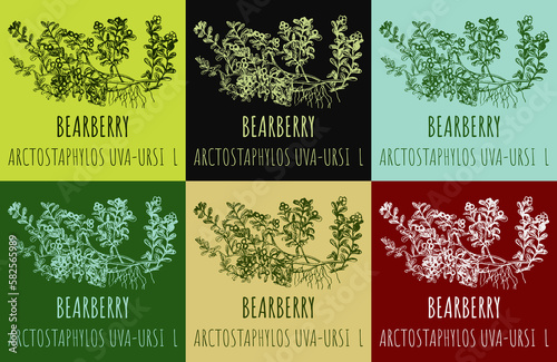 Set of drawings BEARBERRY in different colors. Hand drawn illustration. Latin name ARCTOSTAPHYLOS UVA-URSI L.