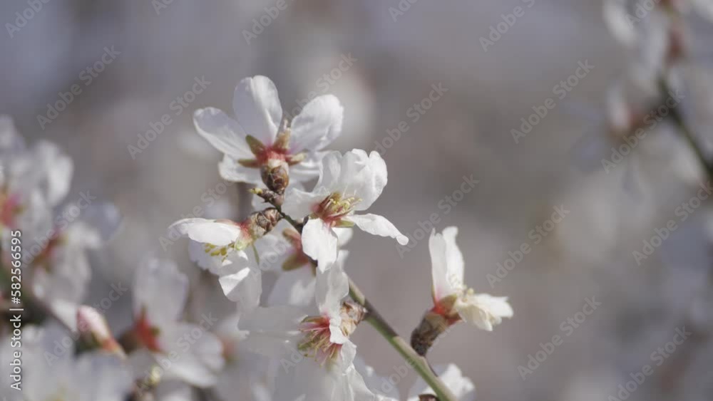 Almond blossoms. White pink flowers on the branches of flowering almond trees close-up. HLG Bt.2020 Almond blossoms. White pink flowers on the branches of flowering almond trees close-up. HLG Bt.2020