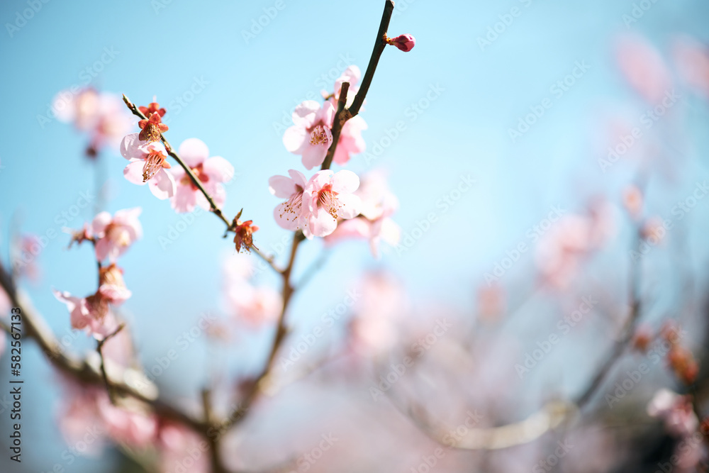 桜 桜