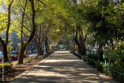 Tree lined street with dappled light in Condesa, Mexico City. photo