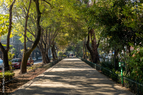 Fototapeta Naklejka Na Ścianę i Meble -  Tree lined street with dappled light in Condesa, Mexico City.