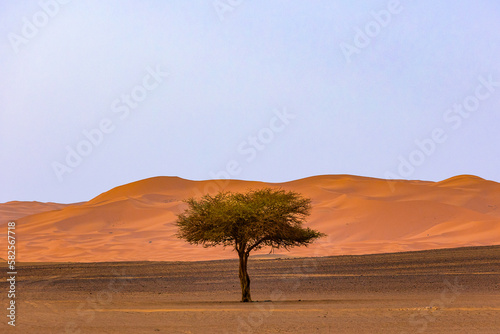 Lone tree on with dunes in the background.