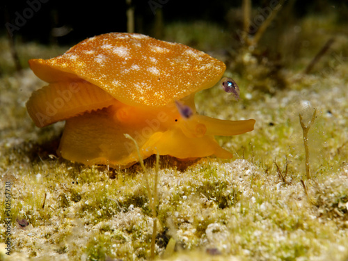Rare invasive nudibranch in the Mediterranean Sea 