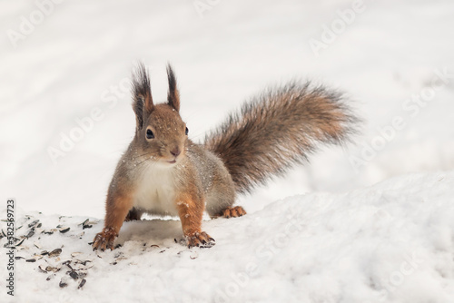 Forest wild fluffy squirrel in a snowy park in an alert pose.