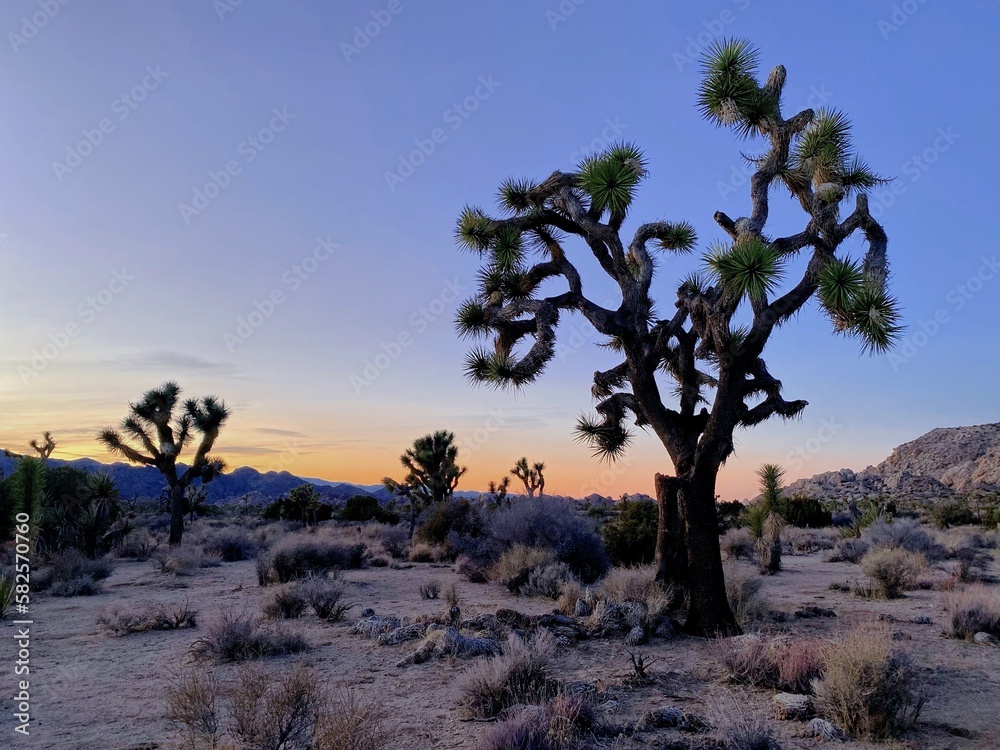 Obraz premium joshua tree at sunset