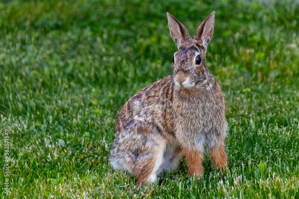 Fototapeta premium adorable bunny rabbit sitting on green grass Spring time concept, Easter concept