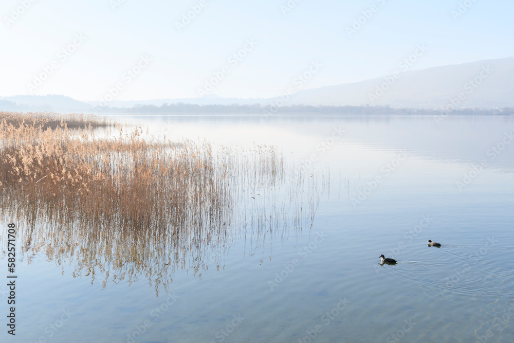 Acquatic birds on Pusiano lake Acquatic birds on Pusiano lake