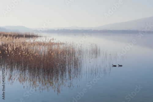 Acquatic birds on Pusiano lake