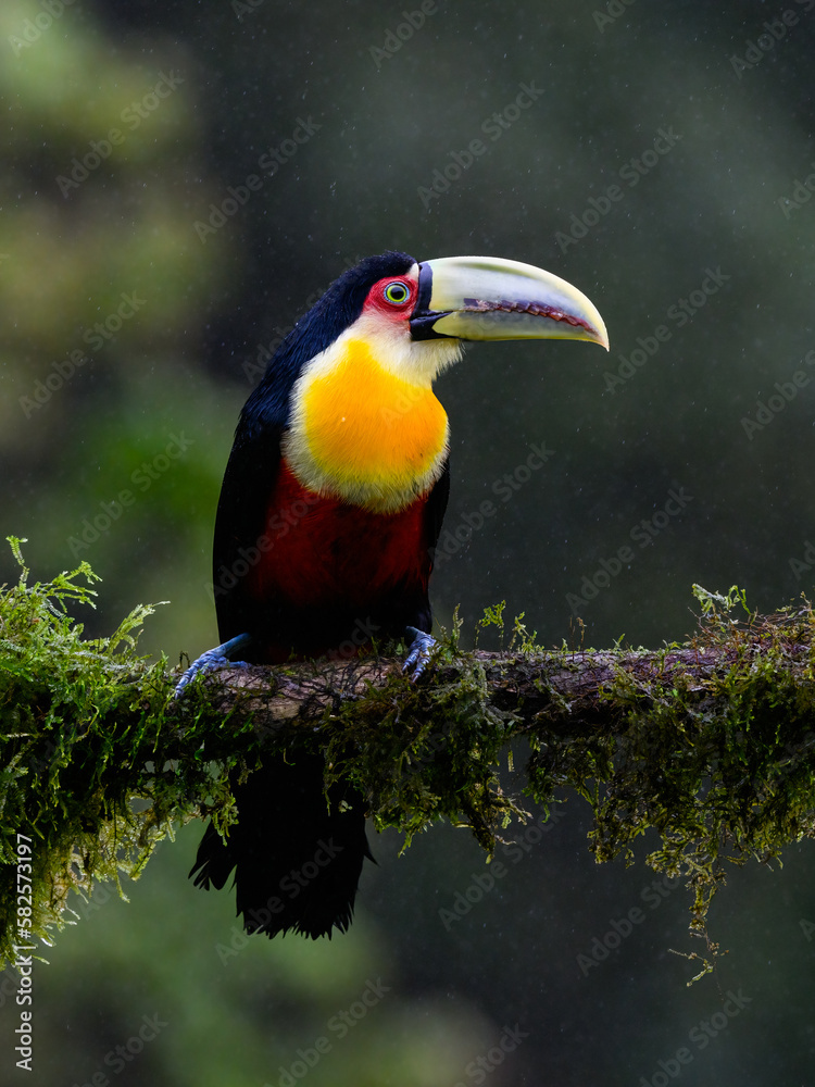 Red-breasted Toucan portrait on mossy stick on rainy day against dark background Red-breasted Toucan portrait on mossy stick on rainy day against dark background