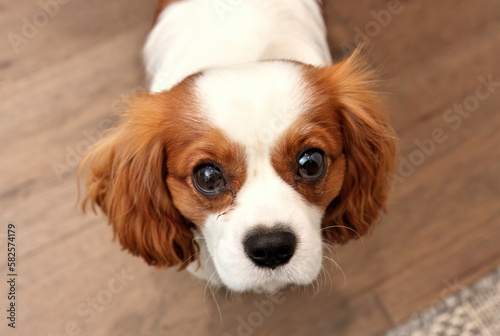 Close up of Adorable Cavalier King Charles Spaniel with corneal ulcer eye injury looking up