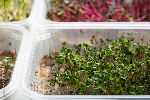 Microgreens in trays on the window withered, not enough moisture. Improper care of microgreens, cultivation.