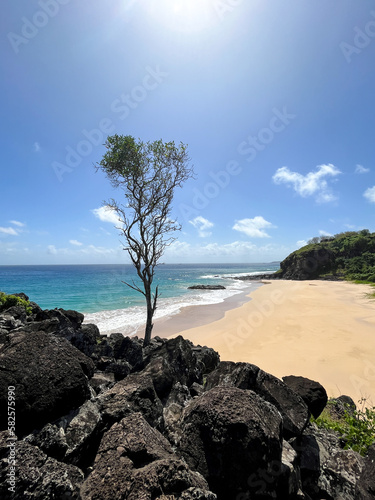 lonely tree on the rock near the beach on a sunny day