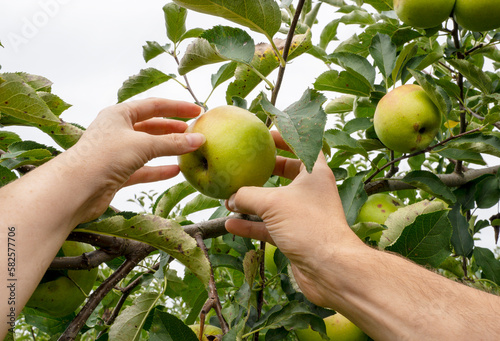 Apple orchard, harvest time. Green ripe apples on apple tree. Man's and woman's hands pick ripe apple. photo